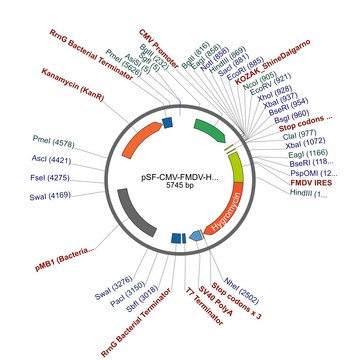 PSF-CMV-FMDV-HYGRO - FMDV IRES HYGROMYCIN EXPRESSION PLASMID plasmid vector for molecular cloning