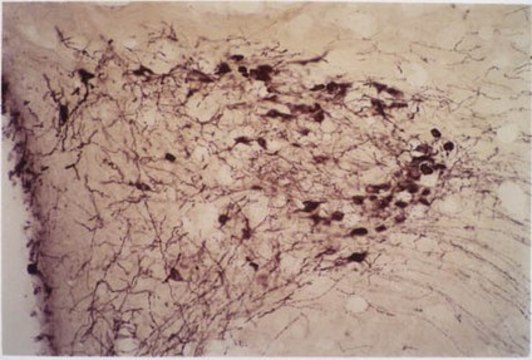 抗-催产素抗体，克隆4G11 ascites fluid, clone 4G11, Chemicon&#174;