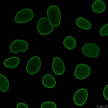 Anti-Lamin A/C Antibody, clone 4C11 clone 4C11, from mouse