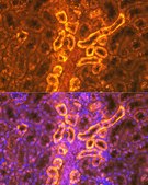 Anti-PDZK1 Antibody, clone 5C1D3, Rabbit Monoclonal