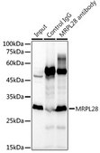 Anti-MRPL28 Antibody, clone 3B9F2, Rabbit Monoclonal