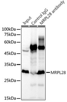 Anti-MRPL28 Antibody, clone 3B9F2, Rabbit Monoclonal