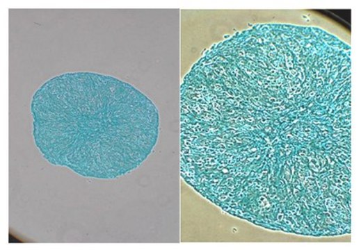 Alcian-Blue Staining Solution