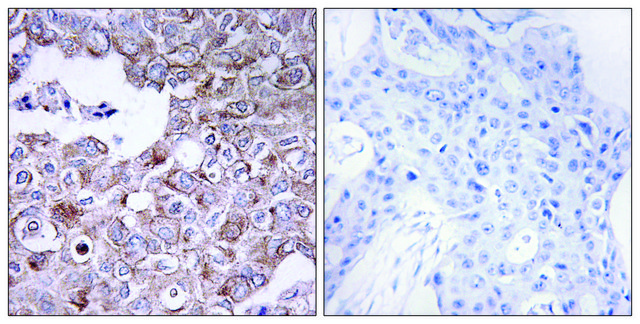 Anti-MUC1 antibody produced in rabbit affinity isolated antibody