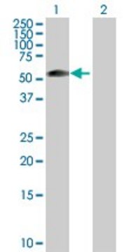 Anti-ZSCAN21 antibody produced in rabbit purified immunoglobulin, buffered aqueous solution