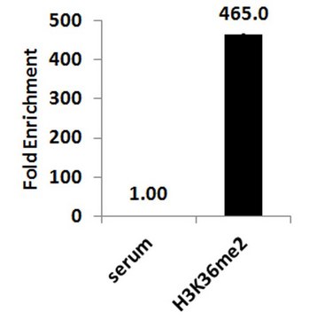 ChIPAb+ Dimethyl-Histone H3 (Lys36) - ChIP Validated Antibody and Primer Set serum, from rabbit