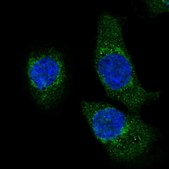 Anti-HADH antibody produced in rabbit Prestige Antibodies® Powered by Atlas Antibodies, affinity isolated antibody