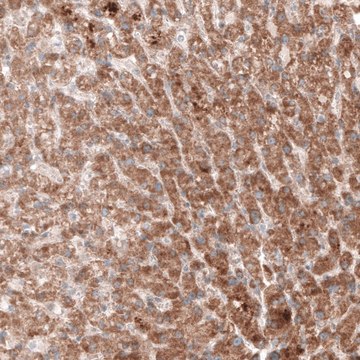 Monoclonal Anti--G6PC antibody produced in mouse Prestige Antibodies&#174; Powered by Atlas Antibodies, clone CL5817, purified immunoglobulin, buffered aqueous glycerol solution