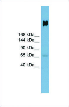 Anti-DMBT1 antibody produced in rabbit affinity isolated antibody