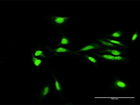 Anti-H2AFY2 antibody produced in rabbit purified immunoglobulin, buffered aqueous solution