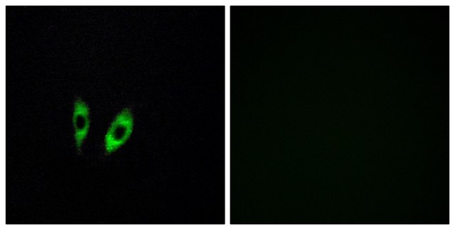 Anti-GPR156 antibody produced in rabbit affinity isolated antibody