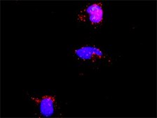 Monoclonal Anti-PIAS2 antibody produced in mouse clone 1F7, purified immunoglobulin, buffered aqueous solution