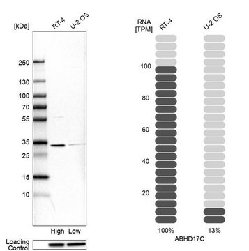 Anti-ABHD17C antibody produced in rabbit Prestige Antibodies&#174; Powered by Atlas Antibodies, affinity isolated antibody, buffered aqueous glycerol solution