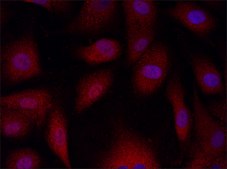Anti-ATP6AP1 (451-465) antibody produced in rabbit IgG fraction of antiserum, PBS solution