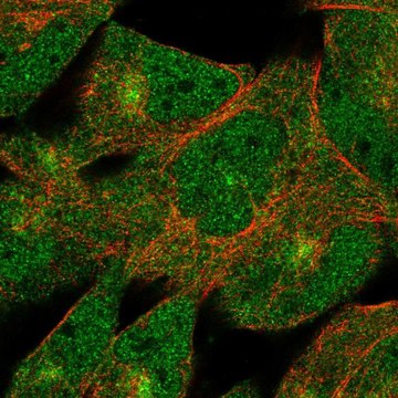 Anti-DZIP1 antibody produced in rabbit Prestige Antibodies&#174; Powered by Atlas Antibodies, affinity isolated antibody