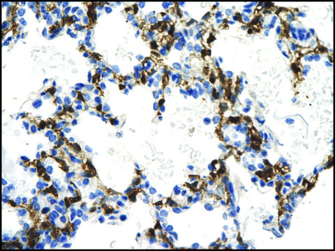 Anti-NMI antibody produced in rabbit affinity isolated antibody