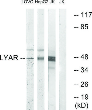 Anti-LYAR antibody produced in rabbit affinity isolated antibody