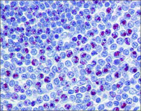 Anti-FOXM1 (ab1) antibody produced in rabbit affinity isolated antibody