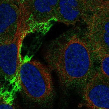 Anti-CHRNA5 antibody produced in rabbit Prestige Antibodies&#174; Powered by Atlas Antibodies, affinity isolated antibody, buffered aqueous glycerol solution