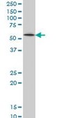 ANTI-ZNF207 antibody produced in mouse clone 7G1, purified immunoglobulin, buffered aqueous solution
