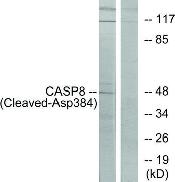 Anti-CASP8 (Cleaved-Asp384), C-Terminal antibody produced in rabbit affinity isolated antibody