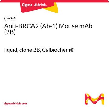 Anti-BRCA2 (Ab-1) Mouse mAb (2B) liquid, clone 2B, Calbiochem&#174;