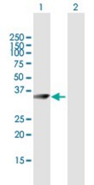 Anti-CRYM antibody produced in mouse purified immunoglobulin, buffered aqueous solution