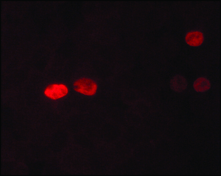 Anti-Nanog antibody, Mouse monoclonal clone NNG-811, purified from hybridoma cell culture