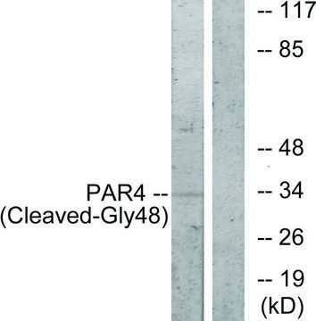 Anti-PAR4 (Cleaved-Gly48), N-Terminal antibody produced in rabbit affinity isolated antibody