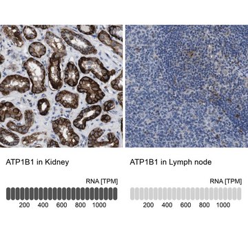 Anti-ATP1B1 antibody produced in rabbit Prestige Antibodies&#174; Powered by Atlas Antibodies, affinity isolated antibody, buffered aqueous glycerol solution