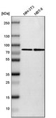 Anti-SETD3 antibody produced in rabbit Ab1, Prestige Antibodies&#174; Powered by Atlas Antibodies, affinity isolated antibody, buffered aqueous glycerol solution