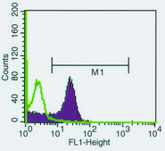 Monoclonal Anti-phospho-RNA polymerase II CTD (pSer2) antibody produced in rat clone 3E7C7, purified from hybridoma cell culture