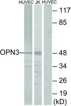 Anti-OPN3 antibody produced in rabbit affinity isolated antibody