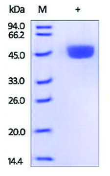 肾素 来源于小鼠 recombinant, expressed in HEK 293 cells, &#8805;95% (SDS-PAGE)