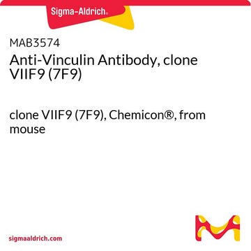 Anti-Vinculin Antibody, clone VIIF9 (7F9) clone VIIF9 (7F9), Chemicon&#174;, from mouse