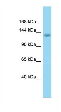 Anti-SCAF8 antibody produced in rabbit affinity isolated antibody