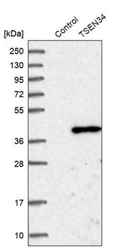 Anti-TSEN34 antibody produced in rabbit Prestige Antibodies&#174; Powered by Atlas Antibodies, affinity isolated antibody, buffered aqueous glycerol solution