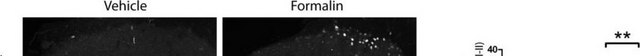 Anti-Calcitonin Gene Related Peptide antibody produced in rabbit whole antiserum