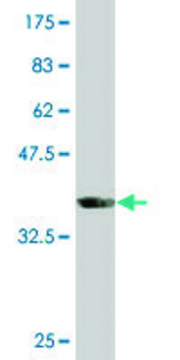 Monoclonal Anti-SLC33A1 antibody produced in mouse clone 3A4, purified immunoglobulin, buffered aqueous solution