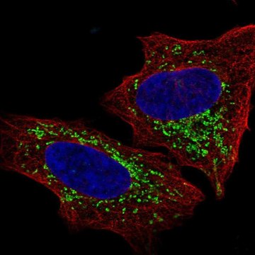 Anti-S1PR4 antibody produced in rabbit Prestige Antibodies&#174; Powered by Atlas Antibodies, affinity isolated antibody, buffered aqueous glycerol solution