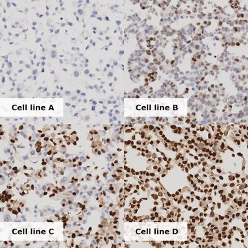 PR Dynamic Range Analyte ControlDR Cell line controls for immunohistochemistry and in situ hybridization