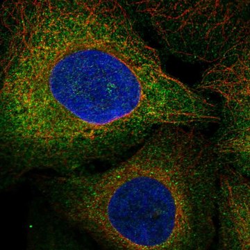 Anti-FLT3 antibody produced in rabbit Prestige Antibodies&#174; Powered by Atlas Antibodies, affinity isolated antibody