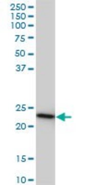 Monoclonal Anti-RRAS2 antibody produced in mouse clone 2D3-4B8, ascites fluid