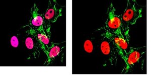 Anti-Acetyl Histone H3 (Lys27) Antibody, clone 5E2.2 clone 5E2.2, from mouse