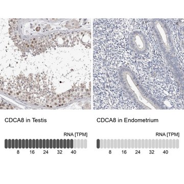 Anti-CDCA8 antibody produced in rabbit Prestige Antibodies&#174; Powered by Atlas Antibodies, affinity isolated antibody, buffered aqueous glycerol solution