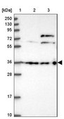 Anti-DCAF4 antibody produced in rabbit Prestige Antibodies® Powered by Atlas Antibodies, affinity isolated antibody, buffered aqueous glycerol solution
