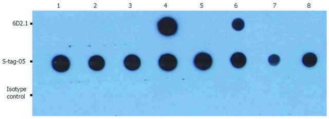 Monoclonal Anti-PKAc antibody produced in mouse clone 6D2.1