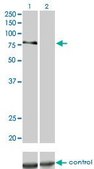 Monoclonal Anti-PRKCD, (C-terminal) antibody produced in mouse clone 6A2, purified immunoglobulin, buffered aqueous solution