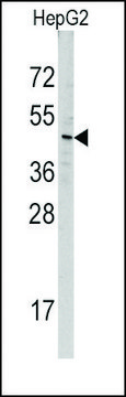 Anti-MIPEP (center) antibody produced in rabbit saturated ammonium sulfate (SAS) precipitated, buffered aqueous solution