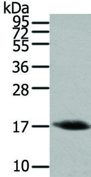 Anti-HCRT affinity isolated antibody